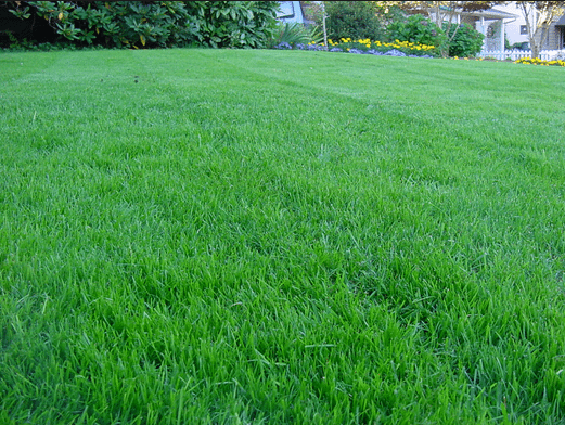 Valley County Lawn Care Ideas